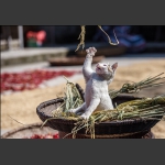 猫咪与秋天3