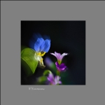 闲花野草集2
