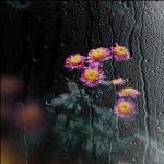 雨中花