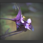 小花
