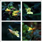龙虾花