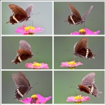 蝶情花意