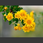 菊