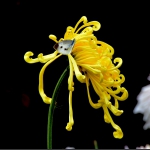 蝶得花意