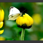 蝶叩菊蕊