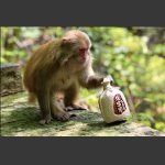 好酒张家界