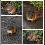 黄石寨生态--松鼠