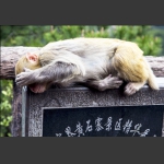 猴趣（5）
