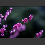 幽香透心扉