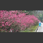 梅下听琴
