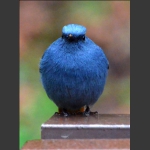 中国“瓷器”（红尾水鸲）