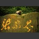 守护