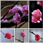 嫩红春早