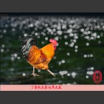 丁当祝大家鸡年大发