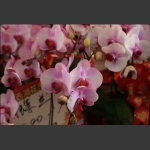 众花争艳