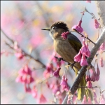 花间心思