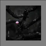 花枝一脉