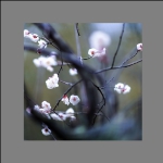 香蕊压枝