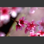 三月桃花分外香