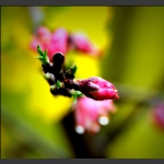 春暧花要开
