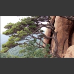 千山松
