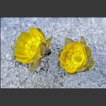 长白雪莲----冰凌花