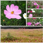 格桑花