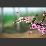 独站花枝
