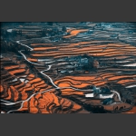 田园