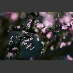 桃花一簇开无主，可爱深红爱浅红