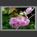 春季樱花格外艳