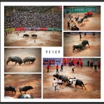 牛王争霸赛