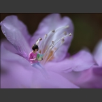 花中花