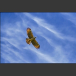 鹰击长空