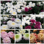 菊花台