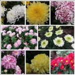 菊花颂