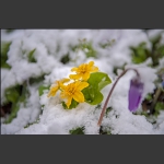 雪润春花