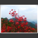神鹰山上红杜鹃【一】
