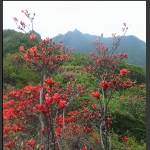 神鹰山上红杜鹃【四】