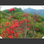 神鹰山上红杜鹃【五】