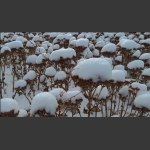 冬雪