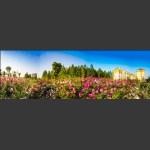 月季花园