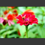 花与蜜蜂