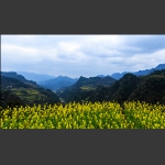 花开龙凤村
