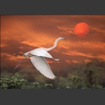 舞韵夕阳