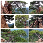 多姿千山松