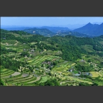 龙凤春色