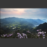 山花烂漫