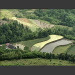 龙凤梯田
