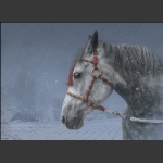 白雪银驹